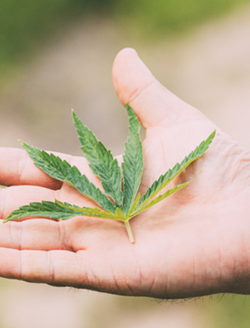 marijuana leaf on the hand 